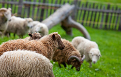 Parco animali