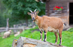 Parco animali